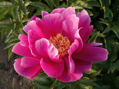 芍藥提取物 高濃縮萃取與精細粉末應(yīng)用優(yōu)勢