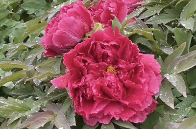 長清金箭山賞花節(jié)周六開幕 萬株牡丹爭奇斗艷