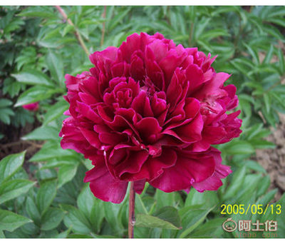 芍藥苗供應(yīng)商與批發(fā)價格詳解——菏澤市牡丹區(qū)齊天牡丹種植專業(yè)合作社