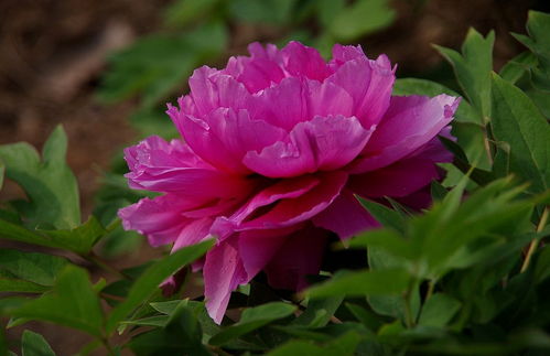 牡丹與芍藥 國色天香與花中仙子的藝術(shù)交融