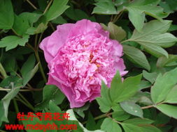 菏澤牡丹芍藥 產(chǎn)品展示與店鋪裝修指南