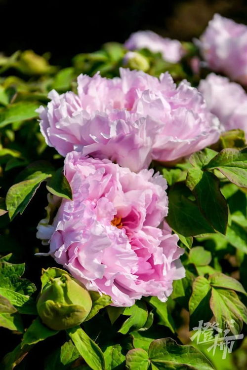 600歲“牡丹王”迎春綻放，第二十屆普寧牡丹花會(huì)靜待君來